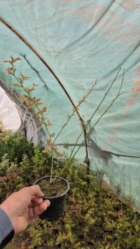 2  Yaş Brigitta Yaban Mersini Fidanı