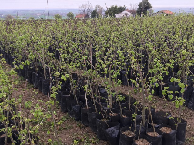 3 Yaş Çakıldak Fındık Fidanı