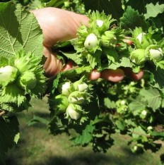 3 Yaş Çakıldak Fındık Fidanı