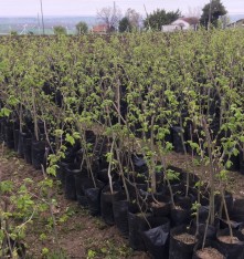 3 Yaş Çakıldak Fındık Fidanı