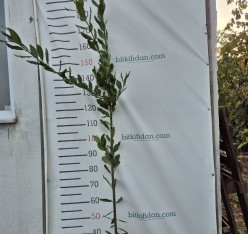 3 Yaş Defne Fidanı