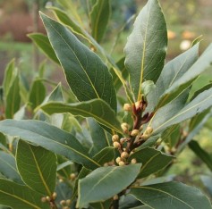 3 Yaş Defne Fidanı