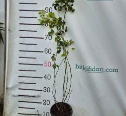 3 Yaş Dikensiz Kuşburnu Fidanı
