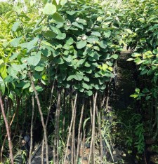 3 Yaş Eşme Ayva Fidanı