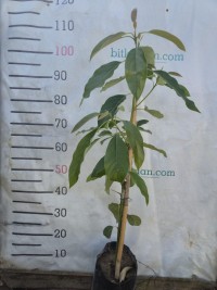 3 Yaş Füerte  Avokado  Fidanı