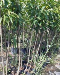 3 Yaş Glohaven Şeftali Fidanı