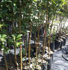 3 Yaş Golden Elma Fidanı