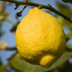 3 Yaş Grande Jumbo Limon Fidanı