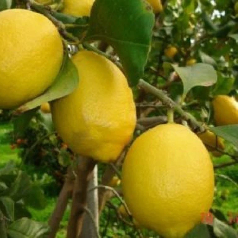 3 Yaş Grande Jumbo Limon Fidanı