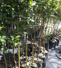 3 Yaş Granny Smith Elma Fidanı