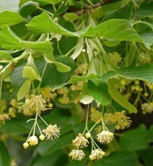 3 Yaş Gümüşi Ihlamur Fidanı