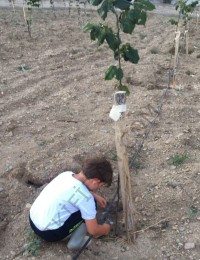 3 Yaş Gümüşi Ihlamur Fidanı