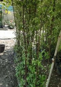 3 Yaş İğde Fidanı