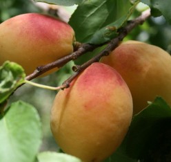 3 Yaş Iğdır Kayısı Fidanı