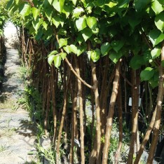 3 Yaş Iğdır Kayısı Fidanı