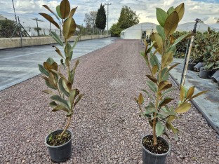 3 Yaş İthal Manolya Ağacı (Beyaz Çiçekli) 3 Yaş İthal Manolya Ağacı (Beyaz Çiçekli)