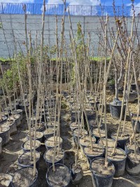 3 Yaş Kanada Kavağı Fidanı