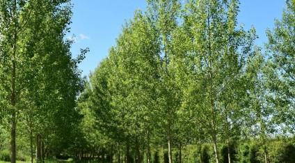 3 Yaş Kanada Kavağı Fidanı