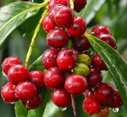 3 Yaş Karayemiş (laz Yemişi) Fidanı