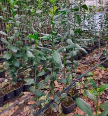 3 Yaş Karayemiş (laz Yemişi) Fidanı