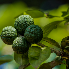 3 Yaş Keffir Lime-Tatlı Lime  Fidanı