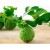 3 Yaş Keffir Lime-Tatlı Lime  Fidanı