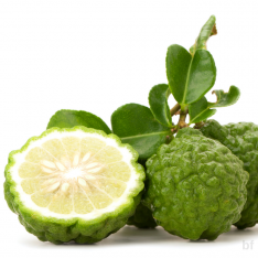 3 Yaş Keffir Lime-tatlı Lime  Fidanı 3 Yaş Keffir Lime-tatlı Lime  Fidanı