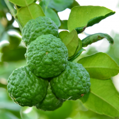 3 Yaş Keffir Lime-Tatlı Lime  Fidanı