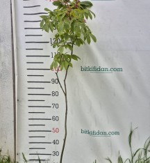 3 Yaş Kırmızı Çiçekli At Kestanesi Fidanı