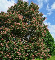 3 Yaş Kırmızı Çiçekli At Kestanesi Fidanı
