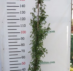 3 Yaş Koyu Pembe Sarmaşık Gül Fidanı