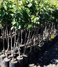 3 Yaş Kütahya Vişne Fidanı