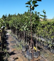 3 Yaş Kütahya Vişne Fidanı