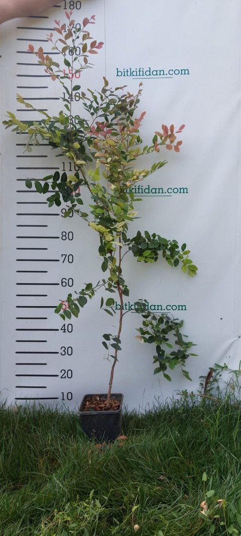 3 Yaş Loropetalum Fidanı