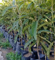 3 Yaş Malta Eriği(yenidünya) Fidanı