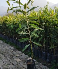 3 Yaş Malta Eriği(yenidünya) Fidanı