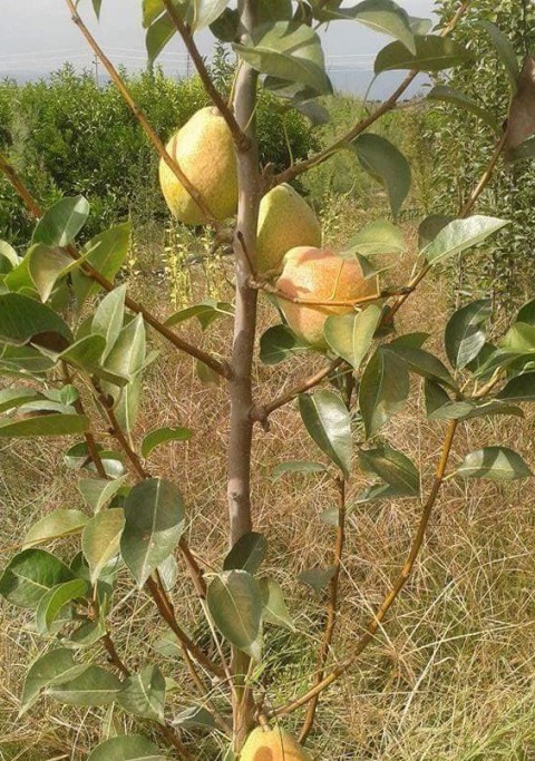 3 Yaş Margeret Armut Fidanı