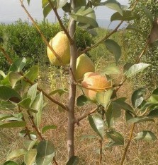 3 Yaş Margeret Armut Fidanı