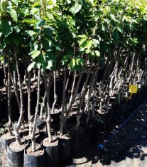 3 Yaş Margeret Armut Fidanı