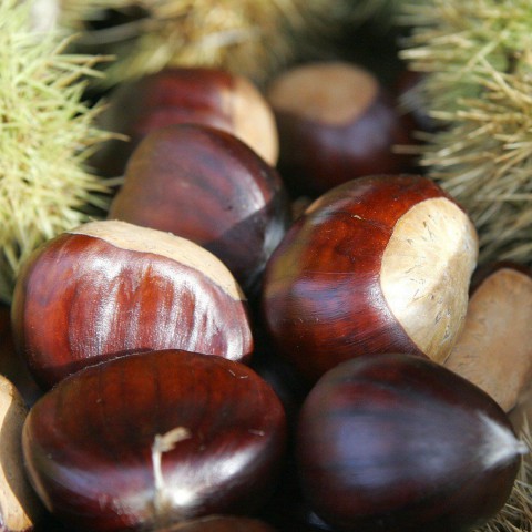 3 Yaş Marigoule Kestane Fidanı