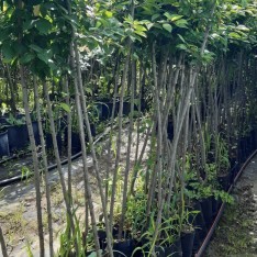 3 Yaş Mürdüm Eriği Fidanı