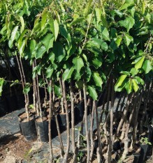 3 Yaş Napolyon Kiraz Fidanı