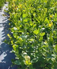 3 Yaş Nelson Yaban Mersini Fidanı