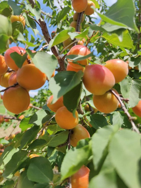 4 Yaş Orange Ruby Kayısı Fidanı