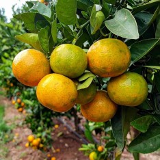 3 Yaş Okitsu Mandalina Fidanı