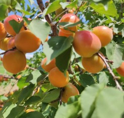 3 Yaş Orange Ruby Kayısı Fidanı