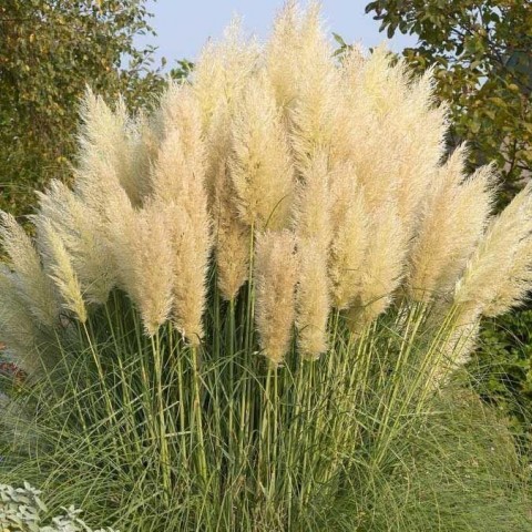 3 Yaş Pampas -Saz Püskülü fidanı-120-150 cm