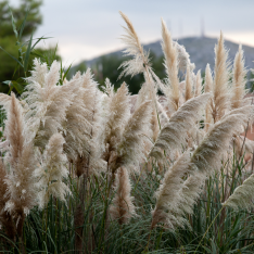 3 Yaş Pampas -Saz Püskülü fidanı-120-150 cm