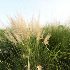 3 Yaş Pampas -Saz Püskülü fidanı-120-150 cm