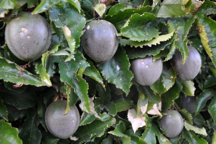 3 Yaş Passiflora (çarkıfelek) Fidanı
